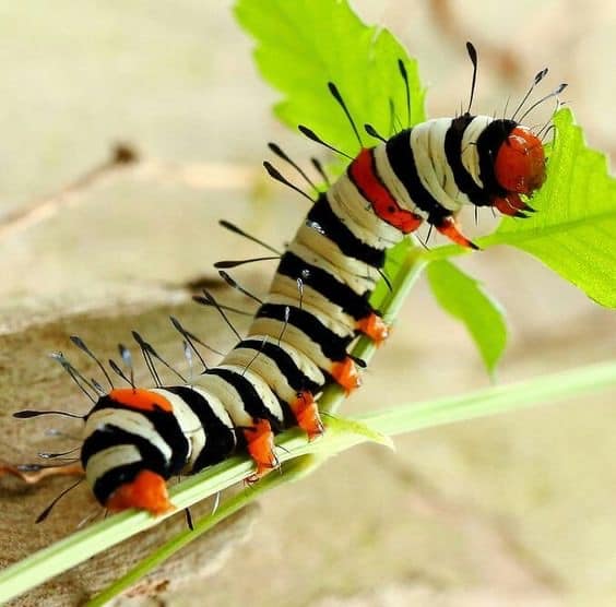 کرم های برگ خوار