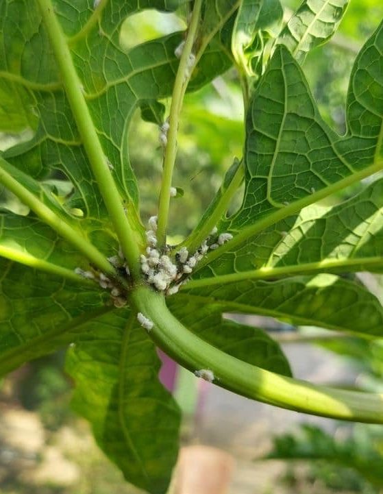 شپشک های آرد آلود