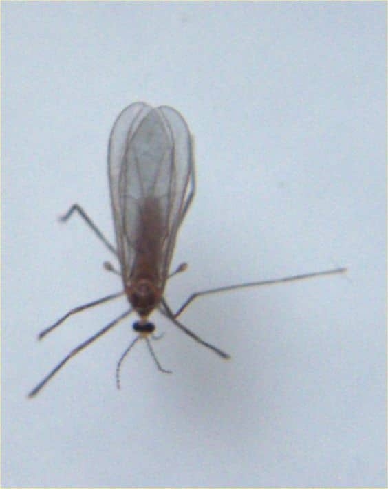 مگس های قارچی