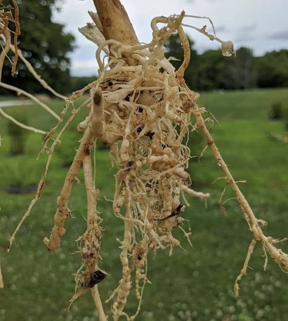 نماتد های گیاهی