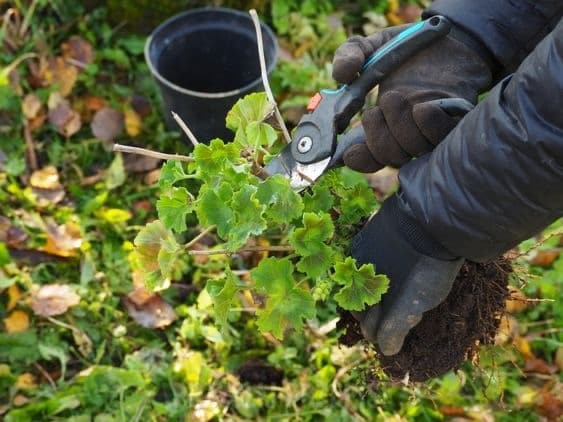 هرس اصولی گیاهان