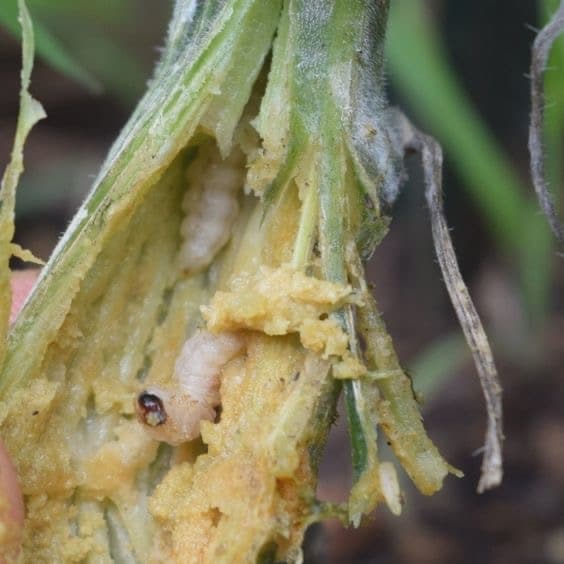 کرم های ساقه دار