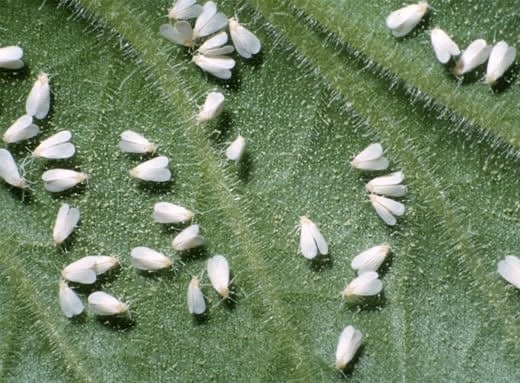 مگس های سفید