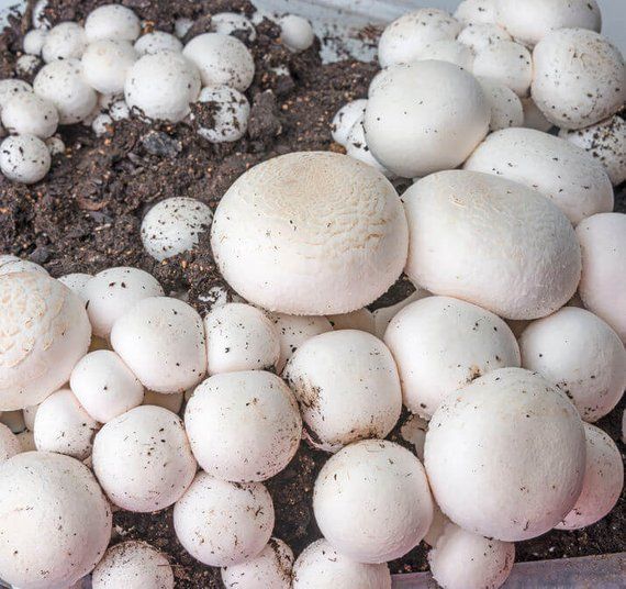 قارچ دکمه ای