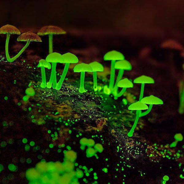 قارچ های نورافشان