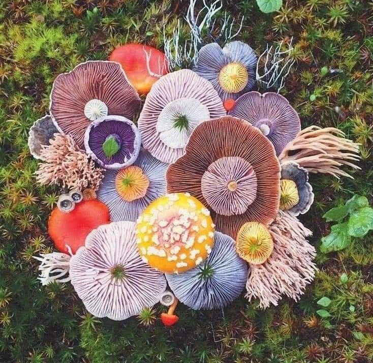 قارچ های رنگی