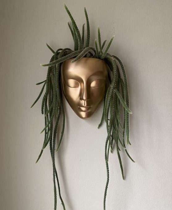 فوربیا کپیتاتا