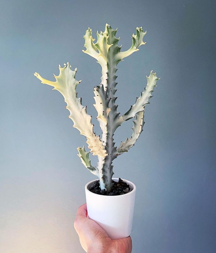 فوربیا لاکتیا