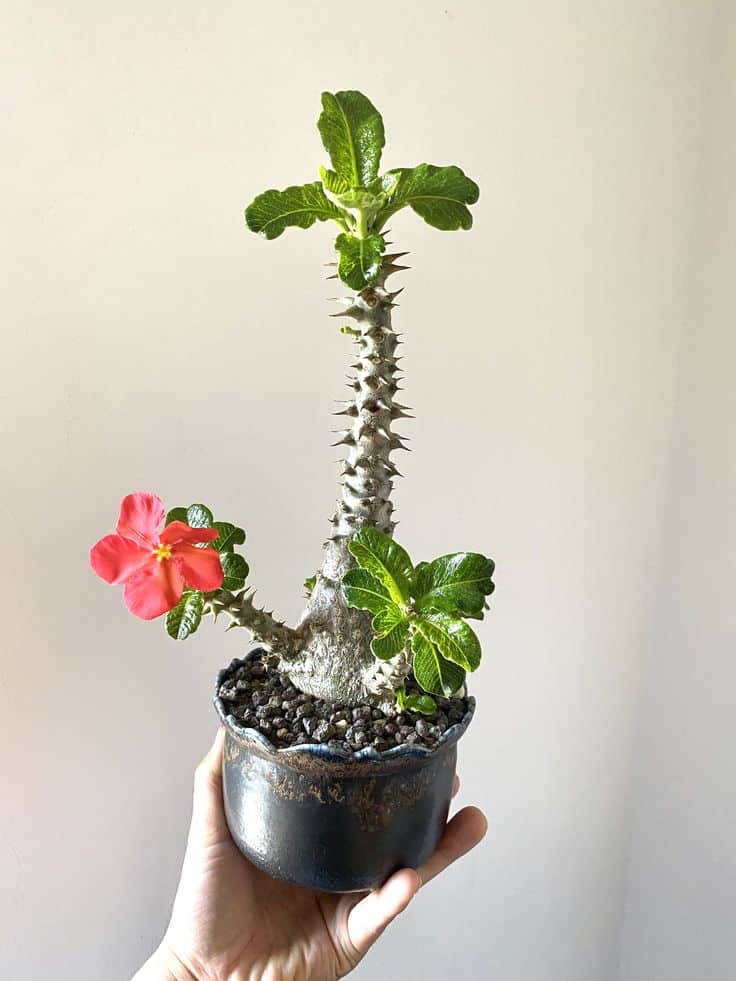 فوربیا میلیی