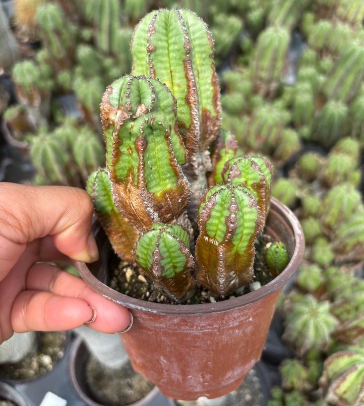 فوربیا پلیکانتا