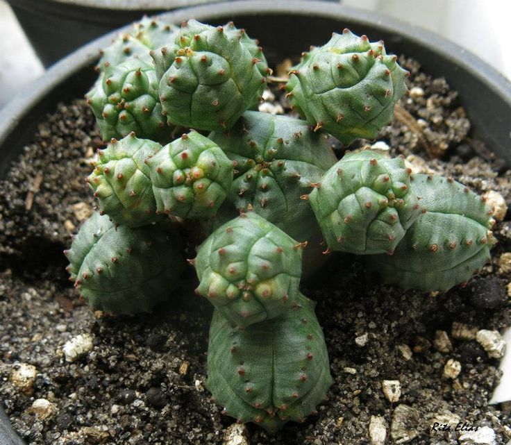 فوربیا استیکا