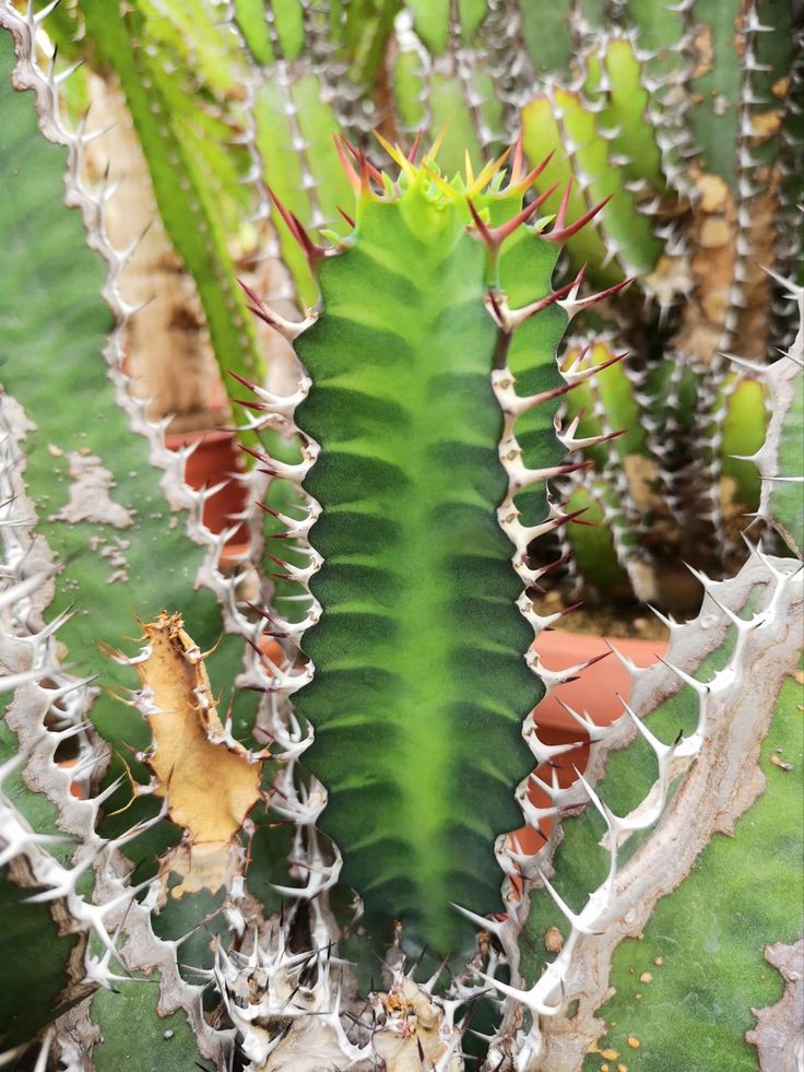 بیماریهای گیاه فوربیا