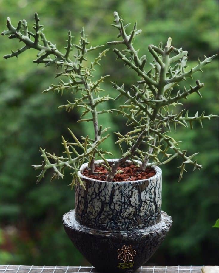 فوربیا استیکا