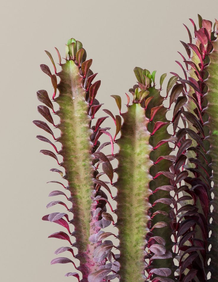 فوربیا تریگونا قرمز