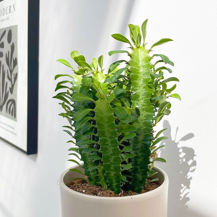 فوربیا تریگونا