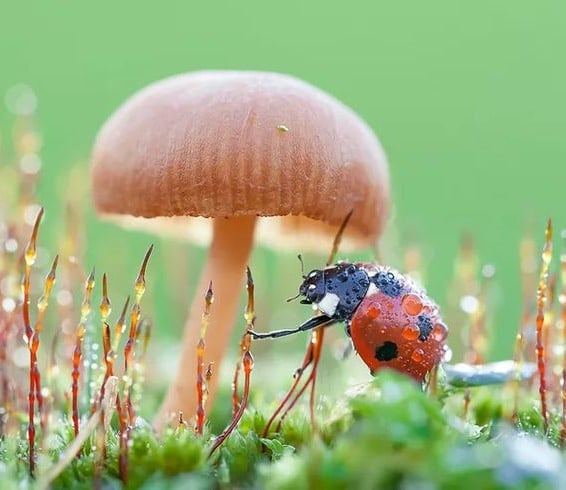 قارچ های جذب کننده حشرات