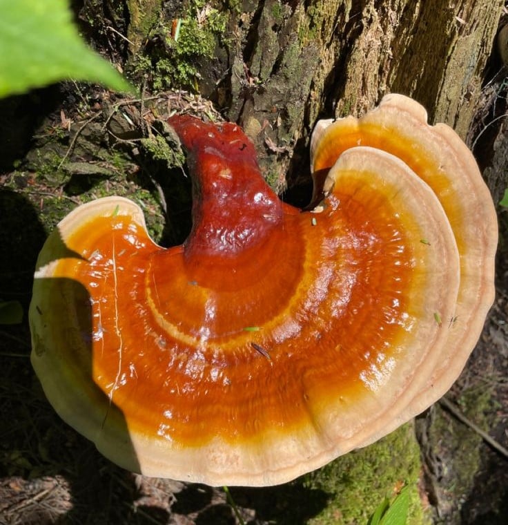 قارچ گانودرما