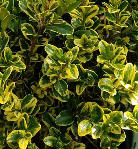 شمشاد طلایی