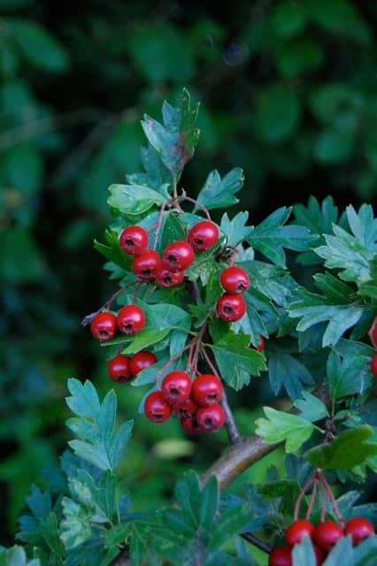 درختچههای خودرو