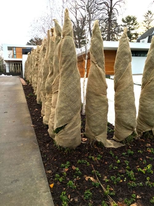 پیچیدن تنه درخت