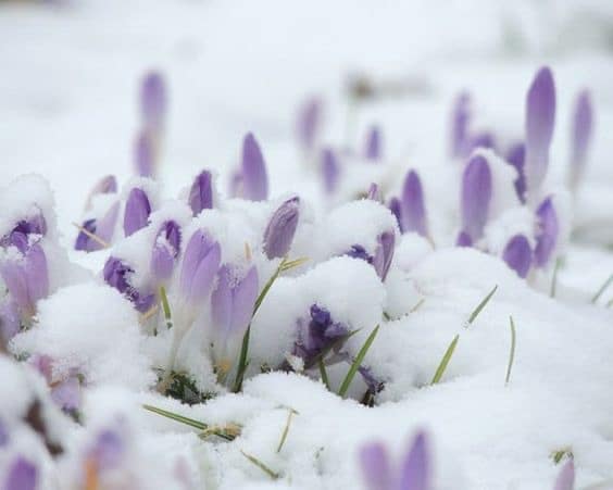 یخ زدگی گیاهان