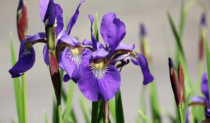 زنبق ایرانی