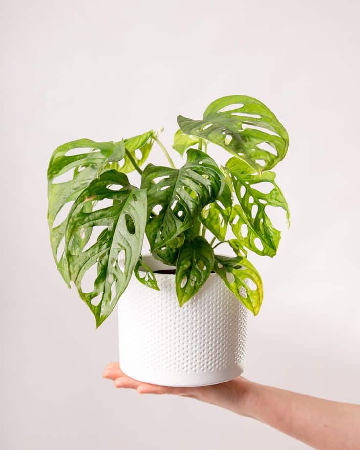 برگ انجیری آدانسونی