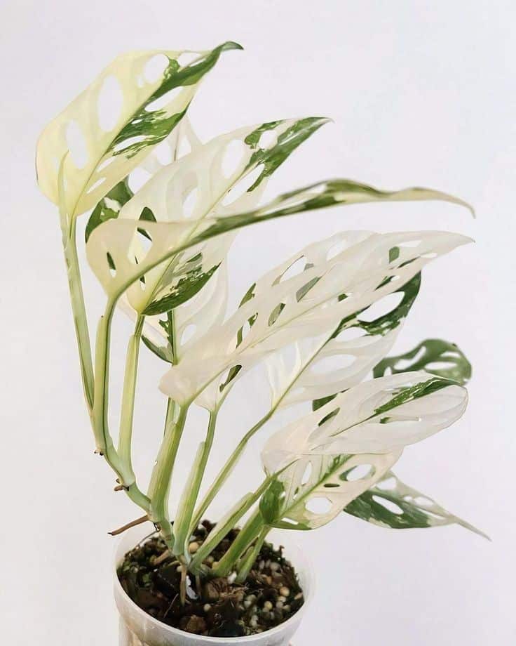 برگ انجیری بورل مارکس