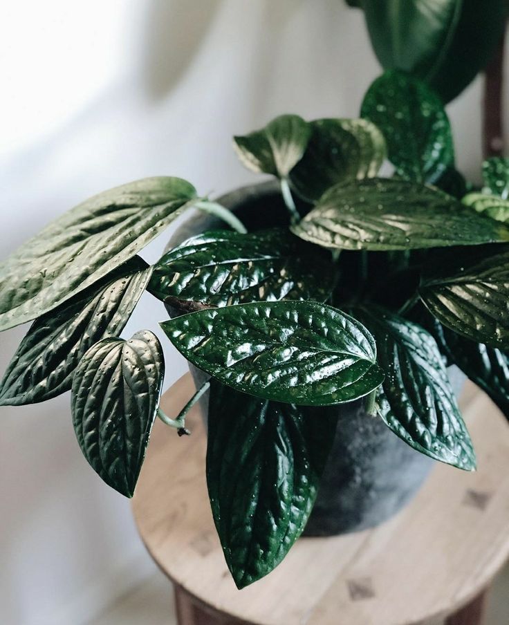 برگ انجیری پرو