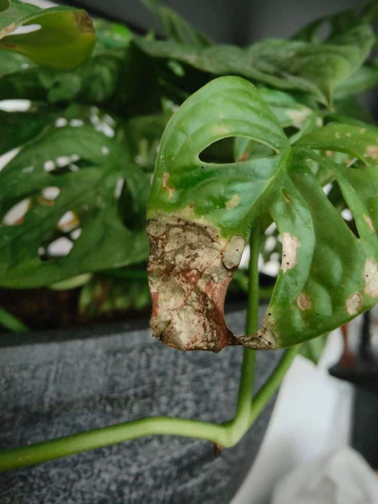 بیماری های برگ انجیری