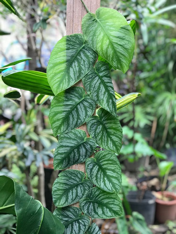 برگ انجیری خزنده