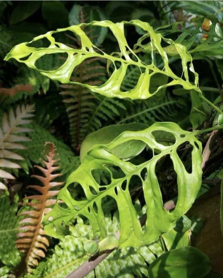 برگ انجیری اوبلیکوا