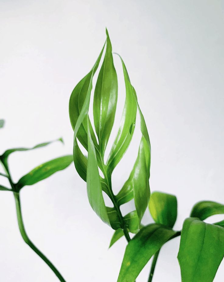 برگ انجیری باریک و کشیده