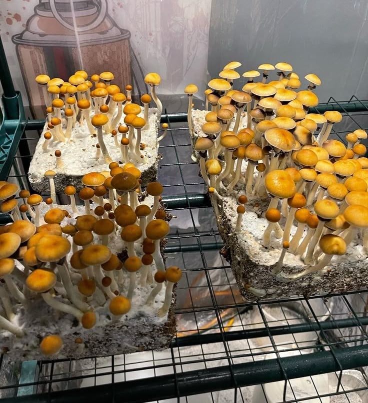 پرورش قارچ ها