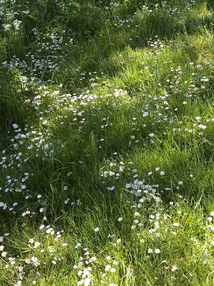 چمنهای طبیعی و وحشی