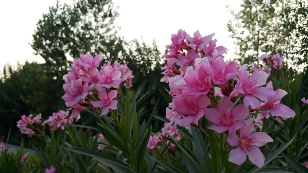 خرزهره ( گیاهان بومی)