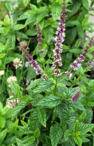 نعناع و پونه