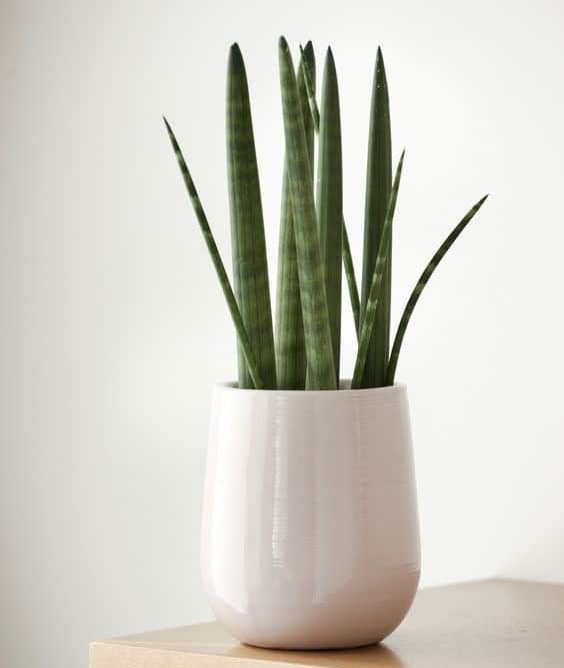 سانسوریا آفریقایی