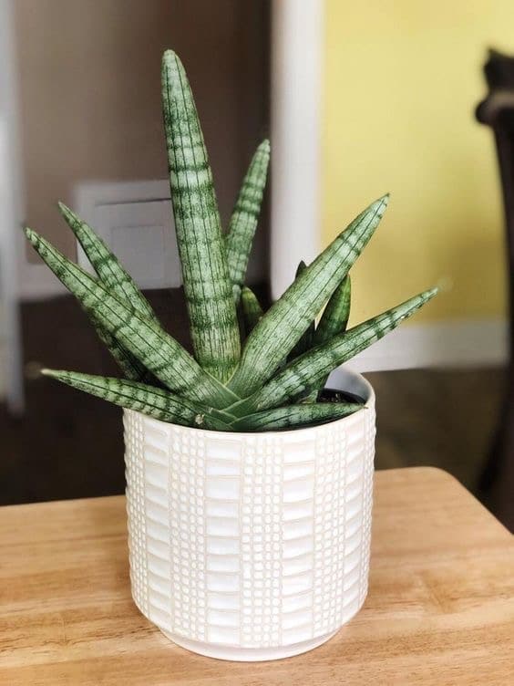 سانسوریا ستاره‌ای 